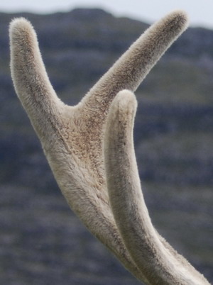 Imagen de la cornamenta de un ciervo rojo en proceso de regeneración